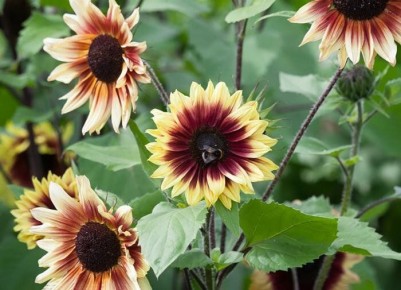 ��� ��������� ������������ ������������ ��� ������ ����