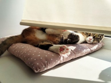 Как освежить пластиковые подоконники: простые и эффективные методы ухода