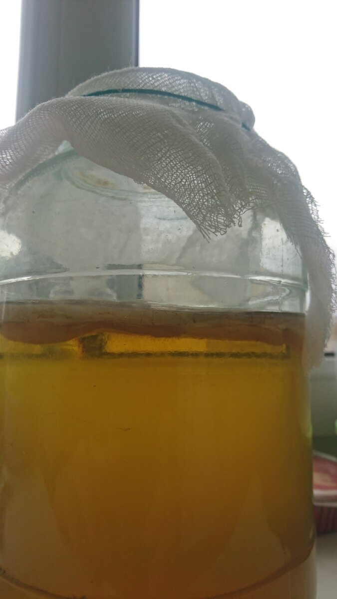 Как вырастить чайный гриб: проверенные рецепты и советы