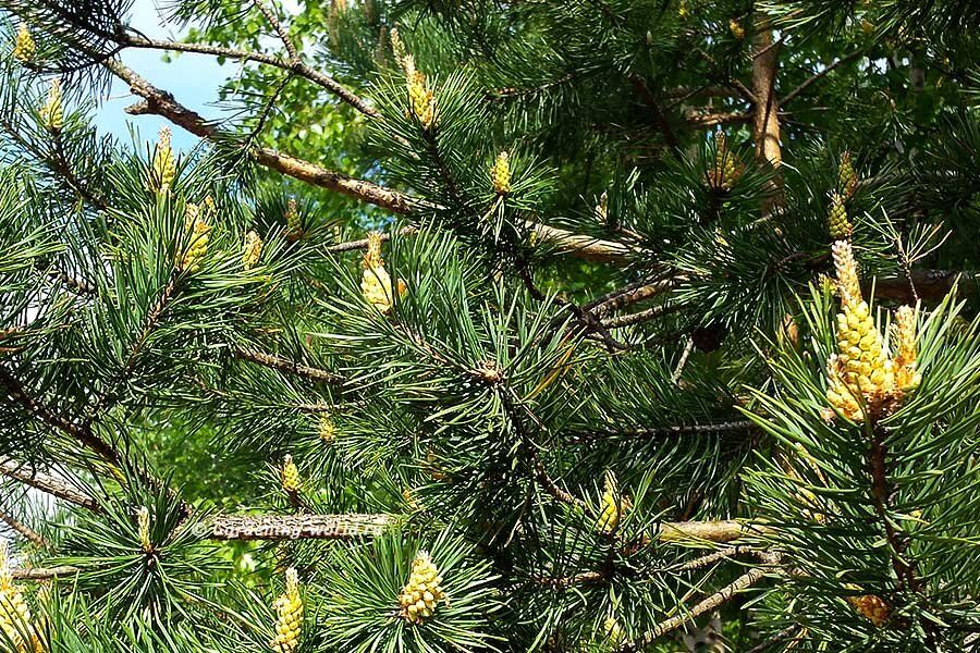 Ценная хвоя: как использовать в саду и огороде