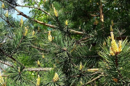 ������ ����: ��� ������������ � ���� � �������