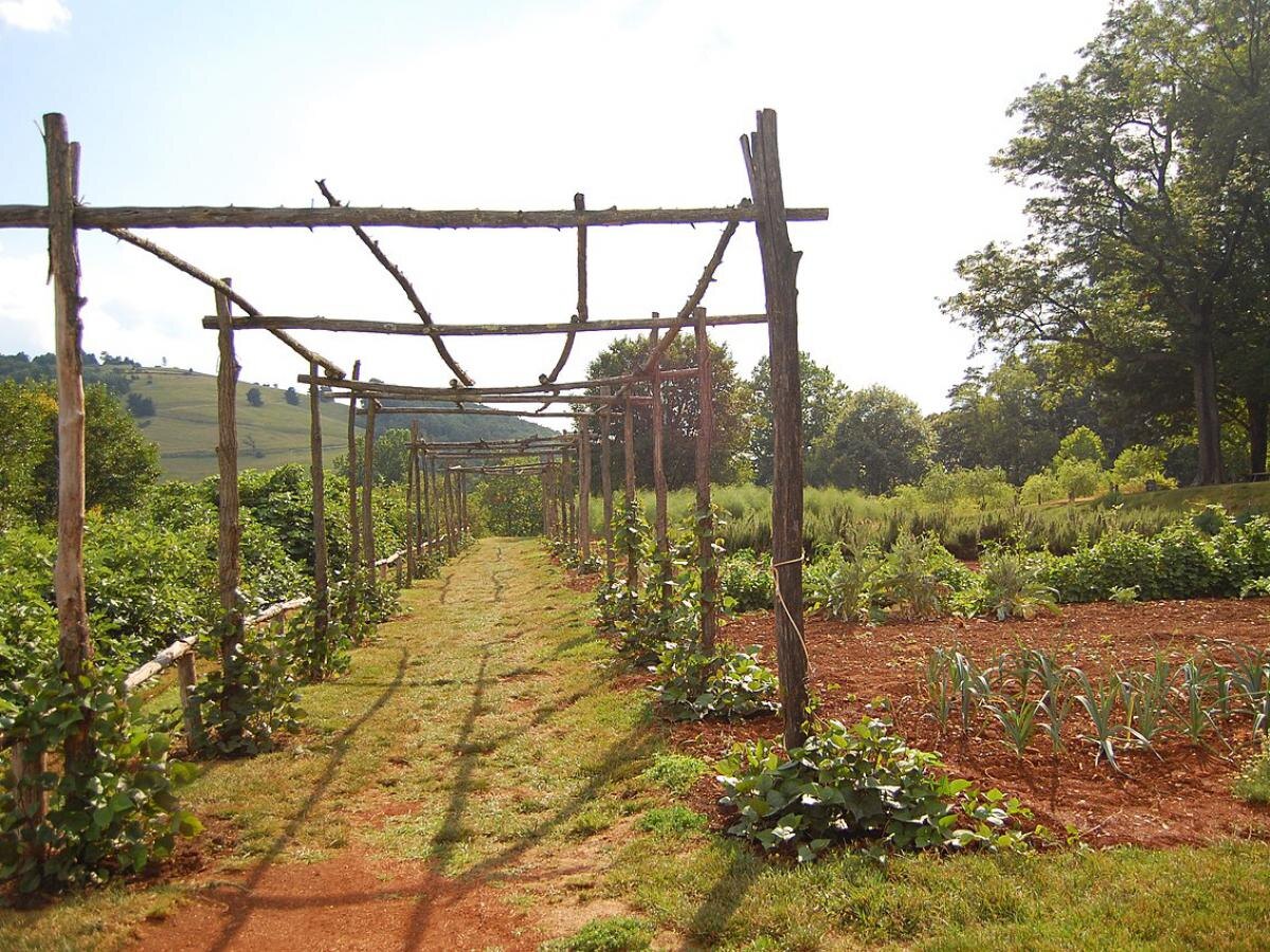 Как избежать встречи с клещами: простые решения для вашего сада