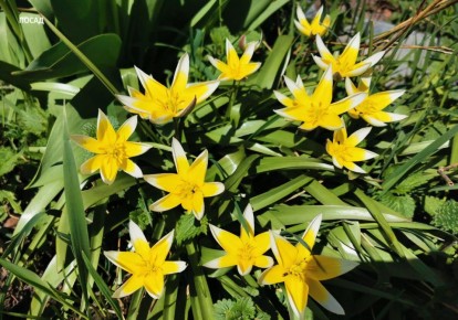 ������� ������: 5 ������, ������� ����� � �������, � �������