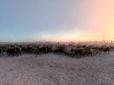 Депутаты Северо-Запада написали Арктический диктант по пути в Оленегорск