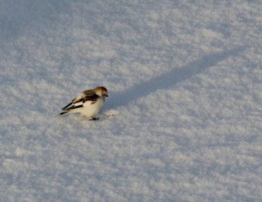 ����� � ��� ����� ������� � ������� �����: ������� �� ��������� �����������