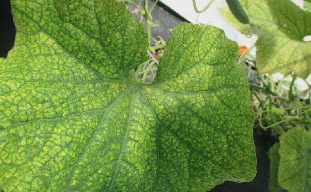 Как победить паутинного клеща на огурцах: секреты успешной борьбы