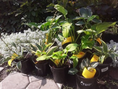 ��� ����� � ������� ���������� ������� ��� �������