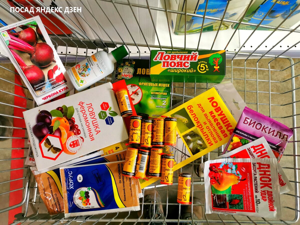 Как ловушки с феромонами помогают защитить сад от вредителей