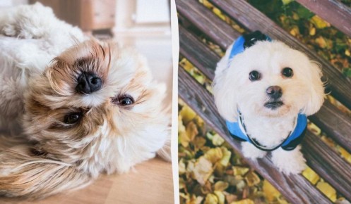 Какой секрет долголетия маленьких собак: мнение ветеринара