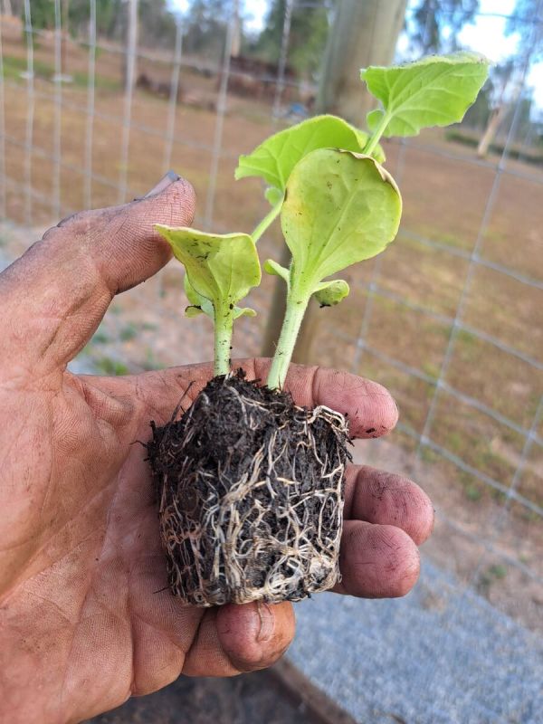 ��� ���������� ������� ������ �������� ������� ��� ��������� �����