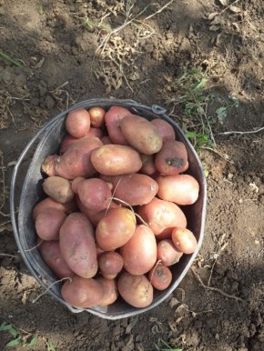 ��� ��������� ������� ������ ���������: ������� �������� �� ����������� �������