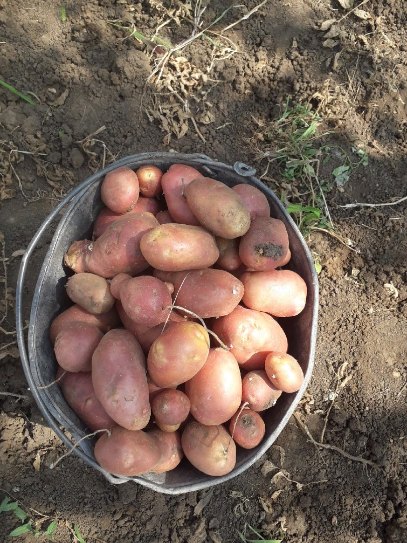 Как вырастить двойной урожай картофеля: секреты дачников из Саратовской области