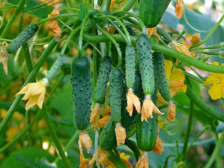 Пучковые огурцы: секреты богатого урожая прямо с грядки