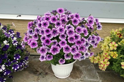 ��� ��������� ������� ����: ������ ��� ���������� ��� ����