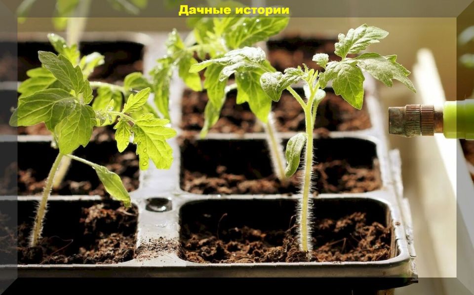 Эффективные подкормки для рассады: дешевые решения для садоводов