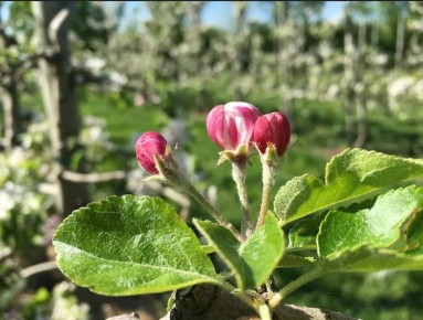 ��� �������� �������� ��������: ����������� ������