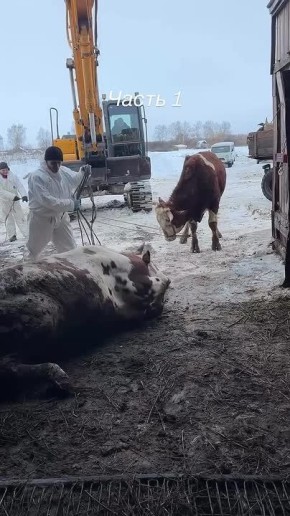 �������� ���� ������������: ����� �� ������������� �������� ���� ���������� � ��������