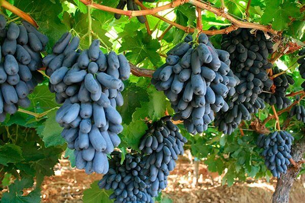 �������� ������: ������� ��������� ����� �� ���������� ������