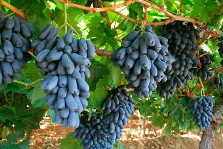 �������� ������: ������� ��������� ����� �� ���������� ������