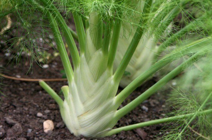 ����������� ������� �� ����: �����, ������� � ����