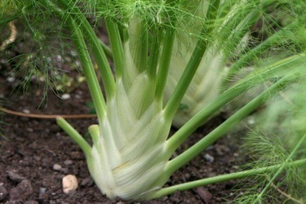 ����������� ������� �� ����: �����, ������� � ����