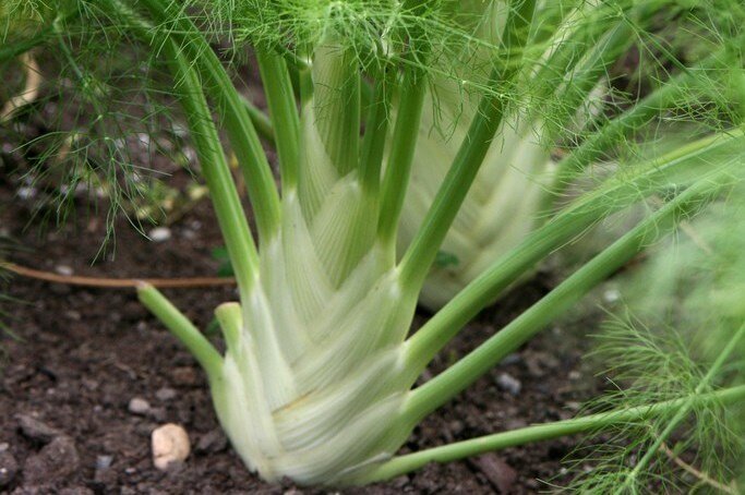 Выращивание фенхеля на даче: сорта, посадка и уход