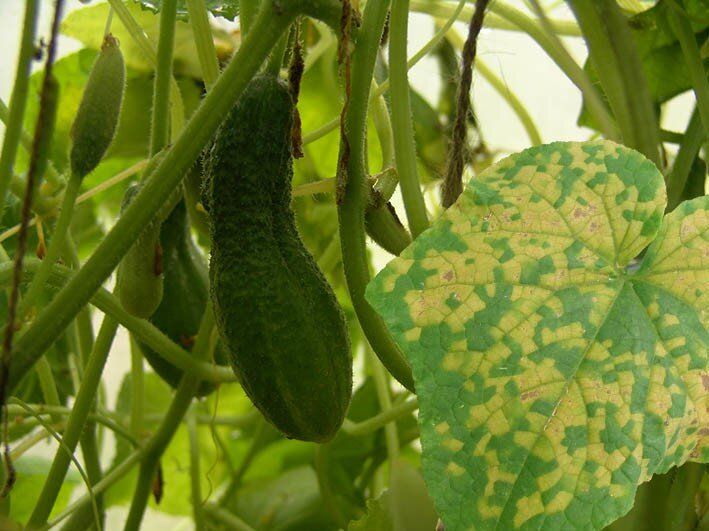 ����������� ������ ������ � ������ ��������� ����� �� �������