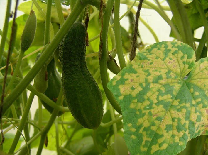 Эффективные методы борьбы с ложной мучнистой росой на огурцах