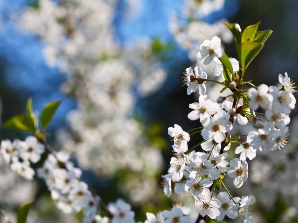 ��� ������ �������� ���: ������ �� ������������