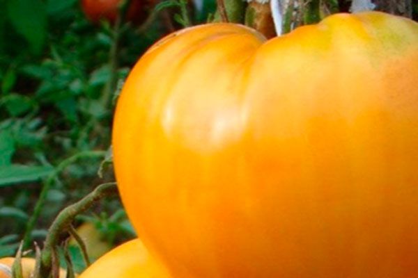 �� � ������� ������ ������: ����������� � ����