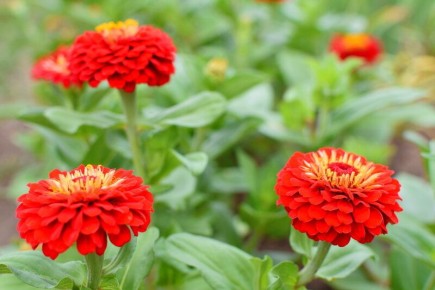 ��� �������� ����������� ������� ������: ������� ��������� �����