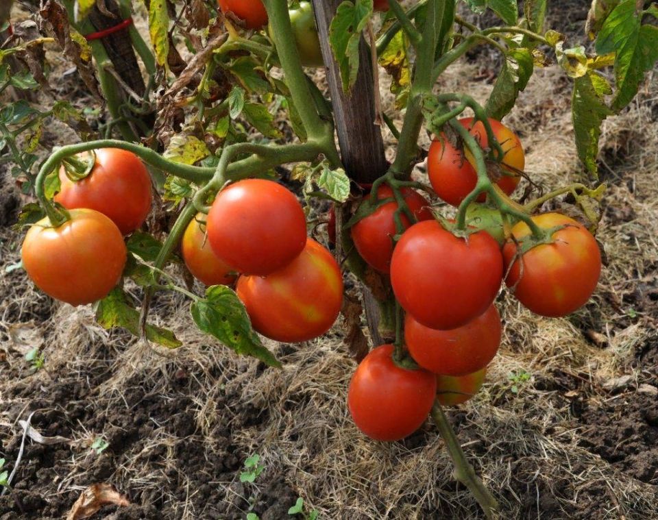 ������ �������: ��� ������ �� ������� ���� � ��� �������� ������