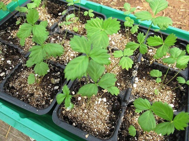 ��� ��������� ���������� ������� ���������: ������ ��� ��������� �����������