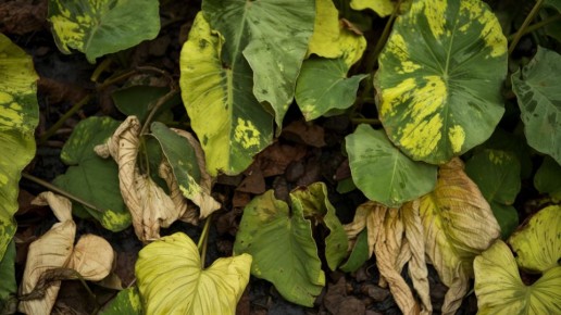 �������� ���������� ������: ������� � ��������� ������ ������ ���������� �������