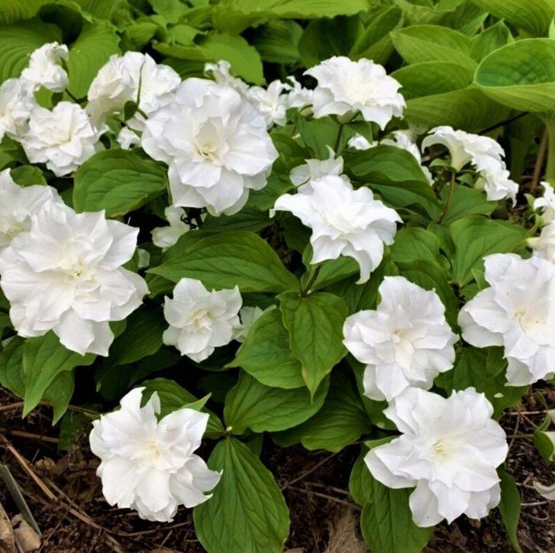 ��������: ������ ����������� ��� ������ ��������� ����