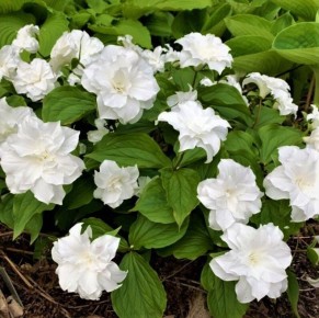 Триллиум: редкий многолетник для вашего тенистого сада