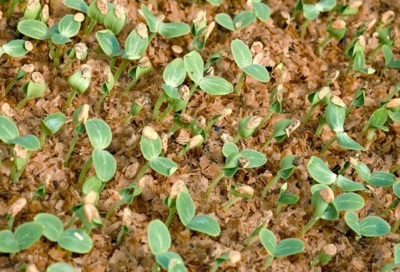 ����������� ����� ����������� ������� ������� � ������� �������