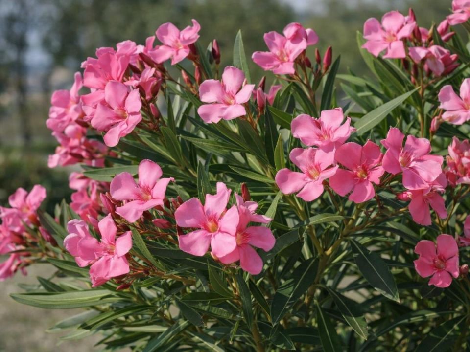 �������: ��� ��������� ���� ���������� ��������� � ������������ ���������