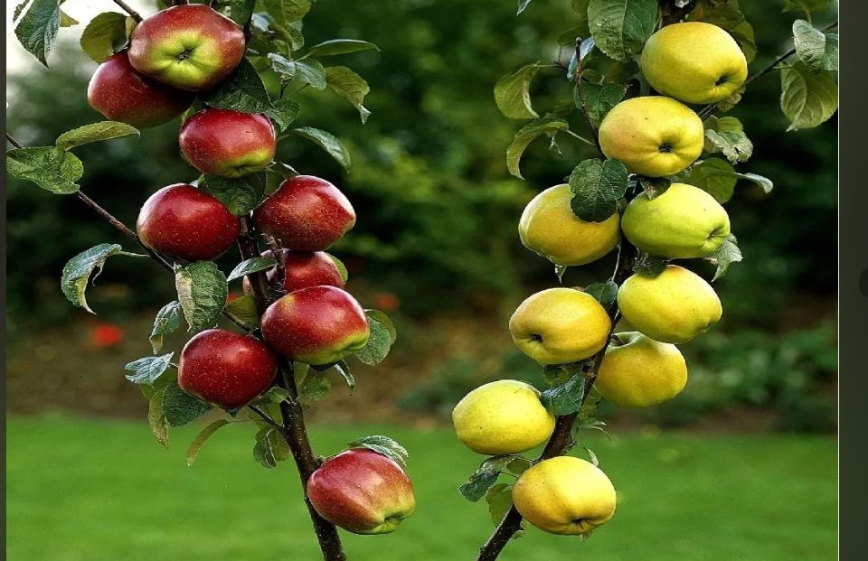 ����� �������� ��������: ������� ������������ ���