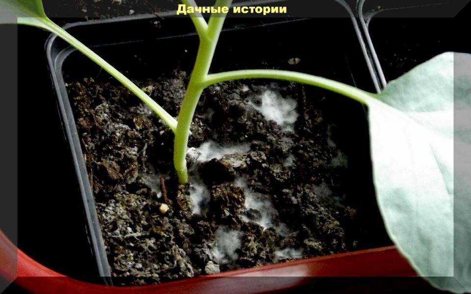 ������� �� �������: ��� �� ���������� � ���������� ��������