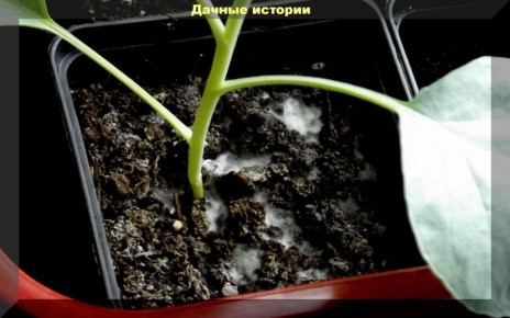 Плесень на рассаде: как не испугаться и эффективно бороться