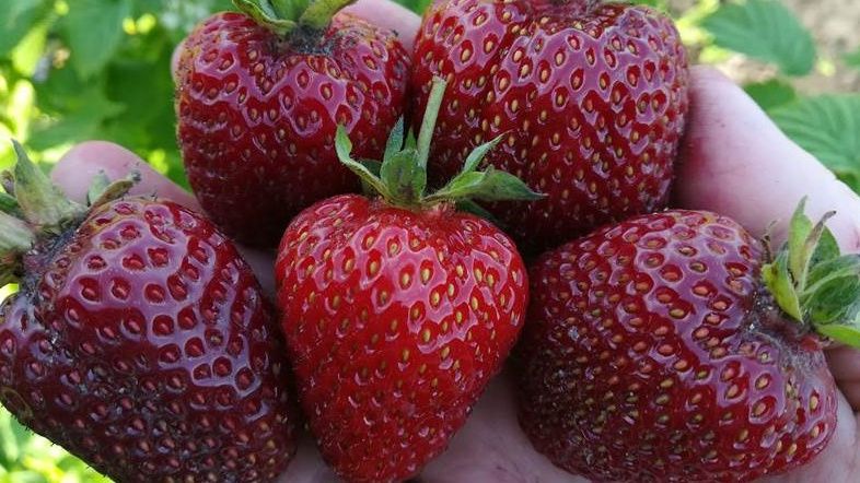 ����������� ������ ����� ��������, ������� ������ ������� ������ 5 ���