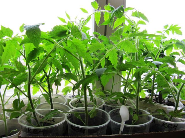 ���������� ���� ��� �������� ��� ������� �� ��������� ����������