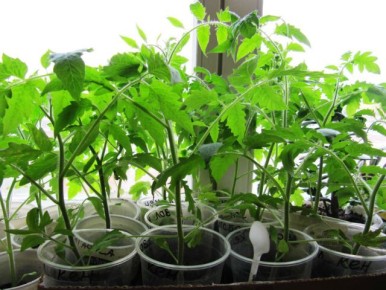 ���������� ���� ��� �������� ��� ������� �� ��������� ����������