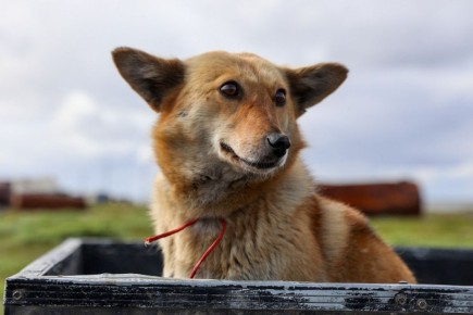 Бесплатная вакцинация домашних животных против бешенства состоится в НАО 25 апреля