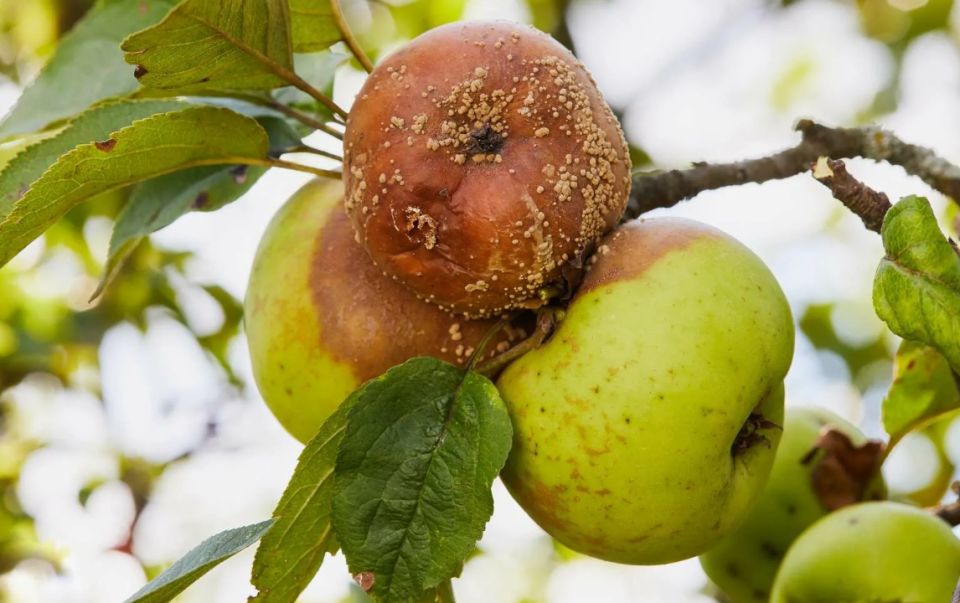 ������ ������: ����������� ������������ � ������� ����� �������