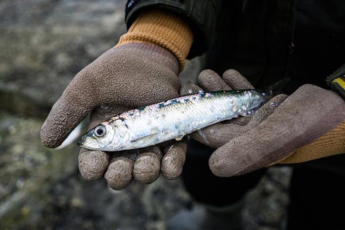 Цены на рыбу в Калининградской области стремительно падают