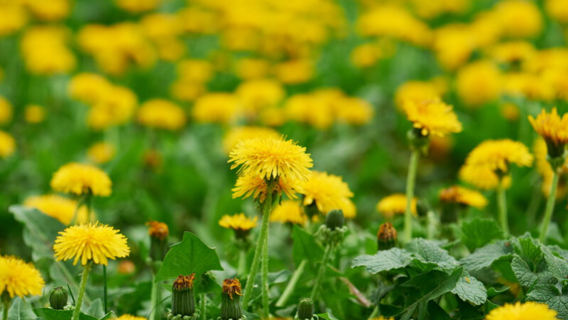 Как победить одуванчики: два простых и надежных способа