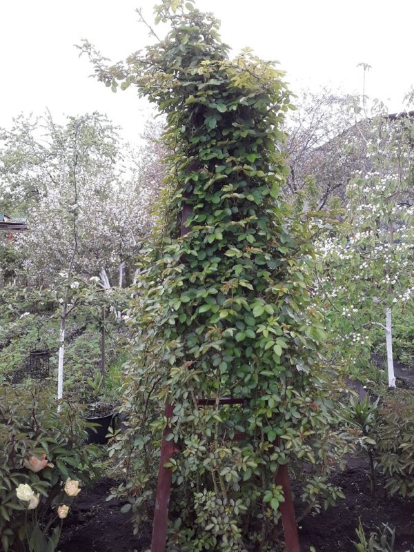 ������� ����������� ���: �� ������� �� ��������