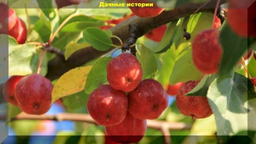 Секрет ускорения плодоношения деревьев раскрыт